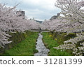 日本山口縣賞櫻名所-一之坂川 31281399
