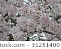 日本山口縣賞櫻名所-一之坂川 31281400