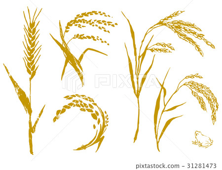 Wheat and rice set vector illustration Wheat and rice set vector illustration 31281473