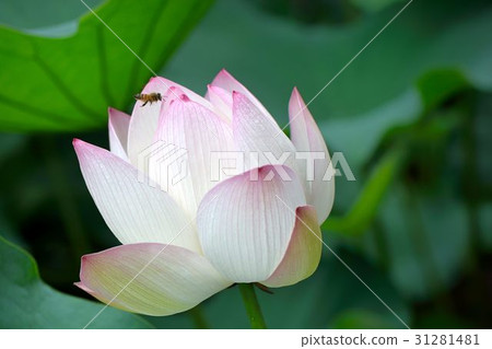 Peach Scarlet Lotus Flower (Lotus Flower) 31281481