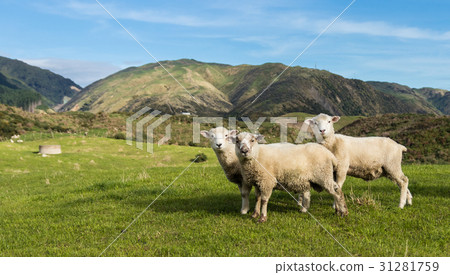 Three New Zealand Sheep Three New Zealand Sheep 31281759
