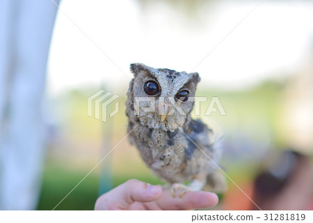 Baby Horned Owl Baby Horned Owl 31281819
