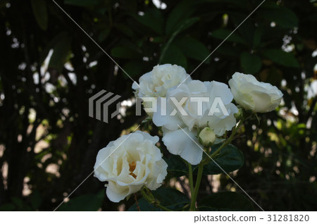 玫瑰花(夏日雪) 玫瑰花(夏日雪) 31281820
