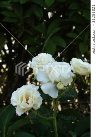 玫瑰花(夏日雪) 玫瑰花(夏日雪) 31281821