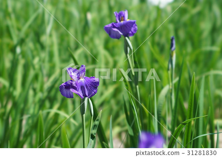 鳶尾花 31281830