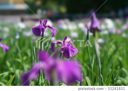 鳶尾花 31281831