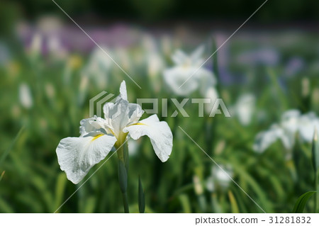 鳶尾花 31281832