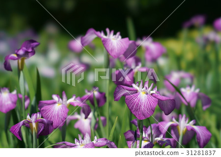 鳶尾花 31281837