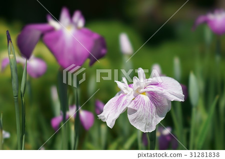 鳶尾花 31281838