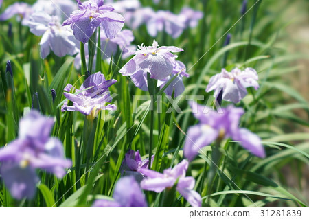 鳶尾花 31281839