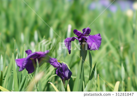 鳶尾花 31281847