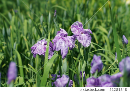 鳶尾花 31281848
