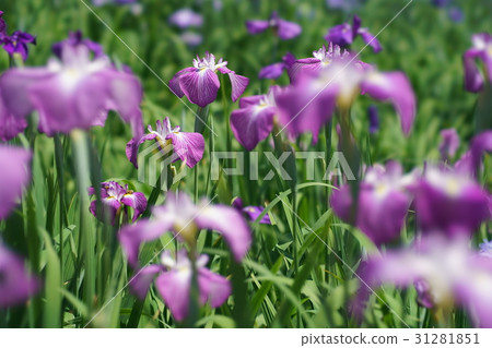 鳶尾花 31281851