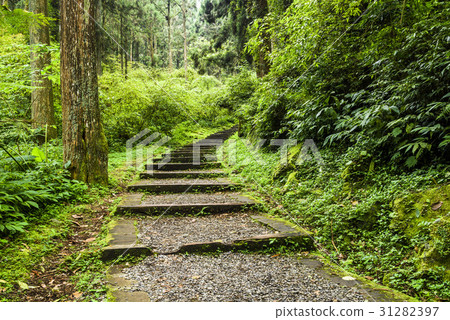 Stone stair in green forest Stone stair in green forest 31282397