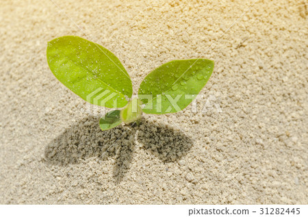 Young green plant isolated Young green plant isolated 31282445