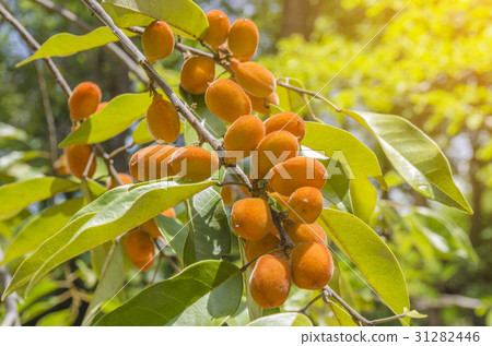 Thai forest fruit Thai forest fruit 31282446