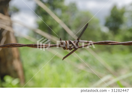 Rusty barbed wire isolated Rusty barbed wire isolated 31282447