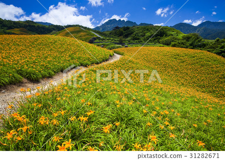 daylily flower mountain of eastern Taiwan. 31282671