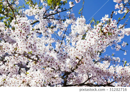 Sakura season, Cherry Blossom Sakura season, Cherry Blossom 31282716