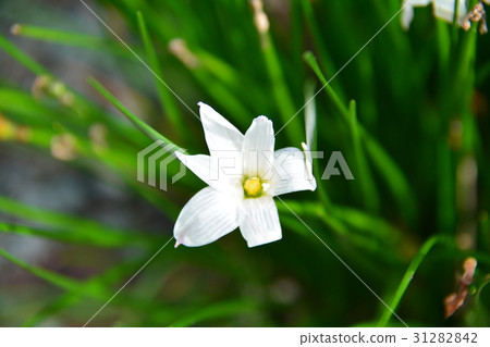 Thamas Dale 31282842