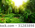 Tropical forest, trees in sunlight and rain 31283898