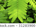 Closeup image of green leaf, background 31283900