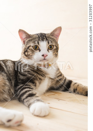 grey cat grey cat 31283997