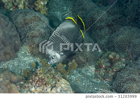 Yuzen unique to Japan 31283999