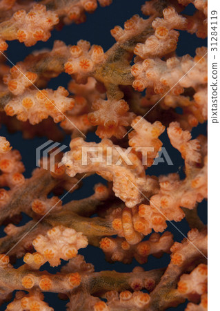 模仿珊瑚的侏儒海水管(海馬) 模仿珊瑚的侏儒海水管(海馬) 31284119