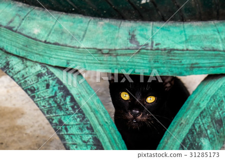 little black Stray cat Look at the camera 31285173