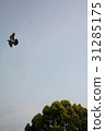 Dove and sky and tree 31285175