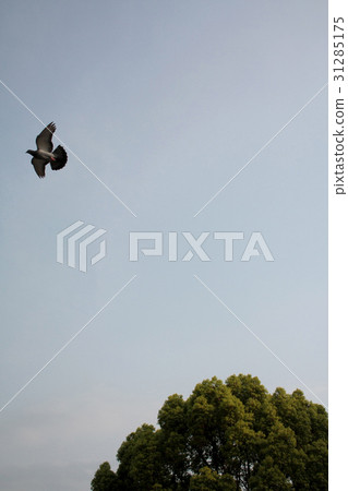 Dove and sky and tree Dove and sky and tree 31285175