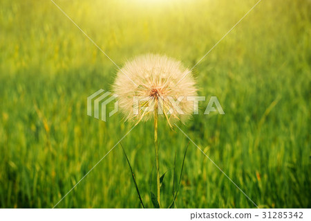 Dandelion seeds in the morning sunlight Dandelion seeds in the morning sunlight 31285342