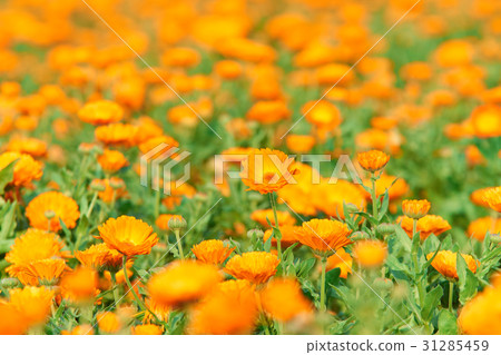 One side calendula 31285459