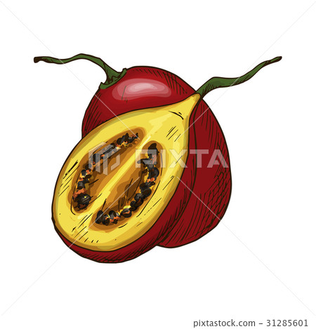 Tamarillo fruit vector sketch isolated icon Tamarillo fruit vector sketch isolated icon 31285601