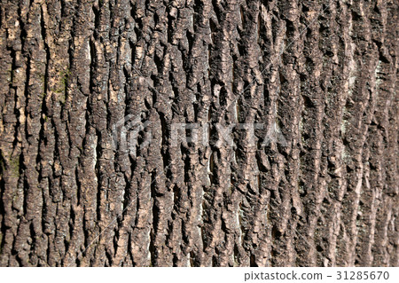 Bark Texture Bark Texture 31285670