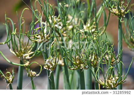 卡特彼勒洋蔥（槳洋蔥） 31285992