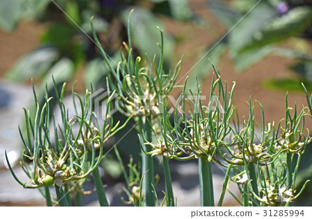 卡特彼勒洋蔥（槳洋蔥） 31285994