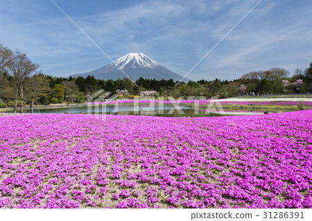 Fuji Shiba cherry tree 31286391