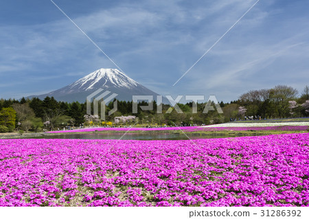 Fuji Shiba cherry tree Fuji Shiba cherry tree 31286392