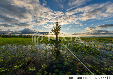 Romantic sunset on the lake 31286611