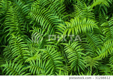 Green leaf background Green leaf background 31286612