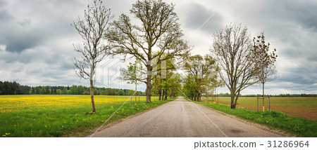 Asphalt road near a field Asphalt road near a field 31286964