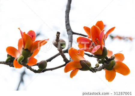 Bombax ceiba Bombax ceiba 31287001