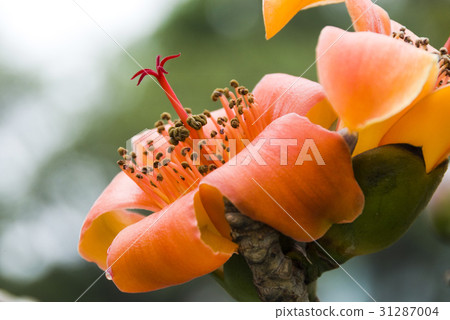 Bombax ceiba 31287004