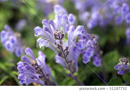 69566 Tatsuna Miso 31287732