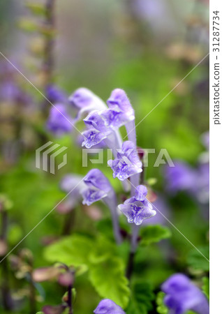 69568 tatsuna miso 31287734