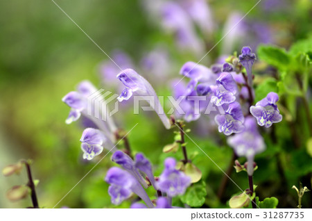 69569 Tatsuna mintow 31287735