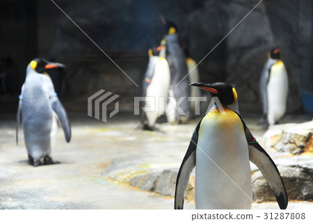 Nagasaki Penguin Aquarium (Nagasaki City, Nagasaki prefecture) 31287808