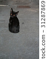 stray black cat 31287869